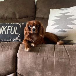 Foxy - Cavalier King Charles Spaniel