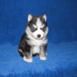 Amethyst - Black and white female Pomsky puppy in Clarkston, Utah from Red Rock Ranch Breeders