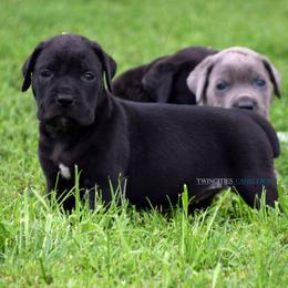 F2 - Black female Cane Corso puppy in Chisago City, Minnesota from Twin Cities Cane Corso