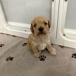 Female 3 - Buff female Cockapoo puppy in Dahlonega, Georgia from Loveable Cockapoos