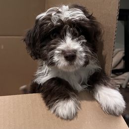 Aussiedoodle Puppies from Kingsden Aussies and doodles
