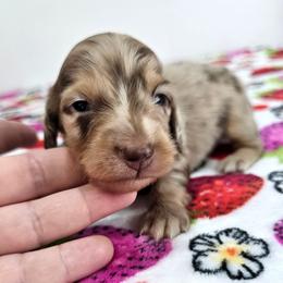 Chocolate and tan dapple male (green) - Dapple male Dachshund puppy in Belle Rive, Illinois from Akin's Miniature Dachshunds, LLC