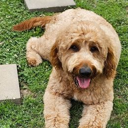 Rusty - Goldendoodle