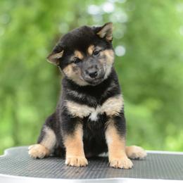 Audrey -FULL AKC REGISTRATION- - Black and tan female Shiba Inu puppy in Neosho, Missouri from Kenny Cave K9s