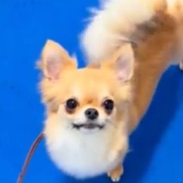 Nunya - Chihuahua
