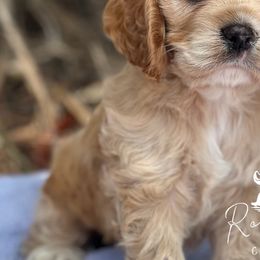 Cavapoos, Cockapoos, and Cocker Spaniels from Rocky Road Puppies
