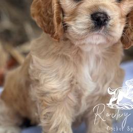 Cavapoos, Cockapoos, and Cocker Spaniels from Rocky Road Puppies