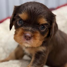 Nutmeg - Chocolate female Cavalier King Charles Spaniel puppy in Ellisville, Mississippi from Malu Lani Cavaliers