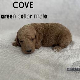 Cove - Apricot male Goldendoodle puppy in Inez, Texas from Heavenly H Doodles
