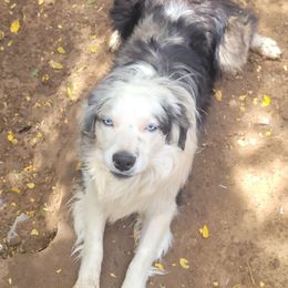 LUKA - Miniature Australian Shepherd