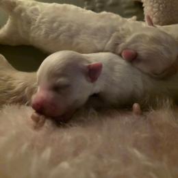 Puppy Blue - White male Bichon Frise puppy in Cape Coral, Florida from Arralaine Pups