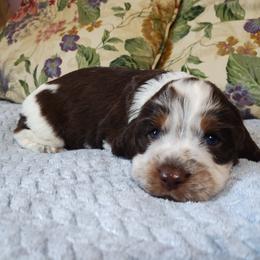 Tommy - Tri-Roan male English Springer Spaniel puppy in Kingsport, Tennessee from Leandra's English Springer Spaniels