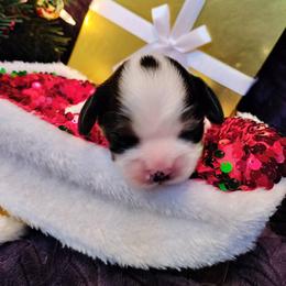 Angel - Tri-color female Cavalier King Charles Spaniel puppy in Franklin, North Carolina from Cavaliers of the County Macon