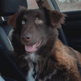 Aussiedoodles, Australian Shepherds, and Poodles from C&S Kennels