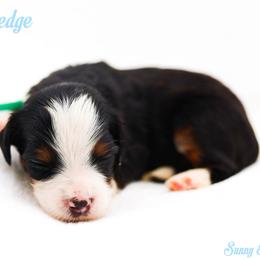 Knowledge - Black tri-color male Aussiedoodle puppy in Diamond Bar, California from Furrytaildoodles