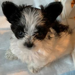 Maltipoo Puppies from Petite Maltipoos of Westbury NY