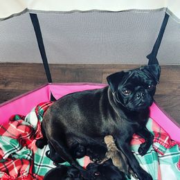 Diva - Pug