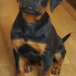 Rottweilers from Oz Rottweilers