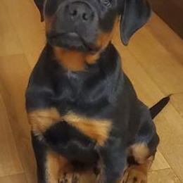 Rottweilers from Oz Rottweilers