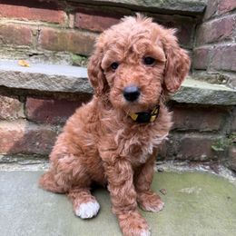 Yellow collar girl - Red  female Goldendoodle puppy in Ridgewood, New Jersey from Jessie’s Doodles