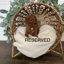 Goldendoodle Puppies from Life_on. Paws