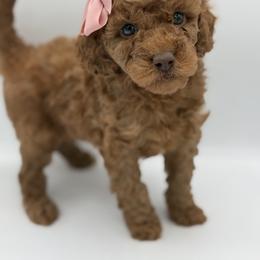 Velvet - Red  Poodle puppy in New Jersey from Lavishly Loved Pets LLC