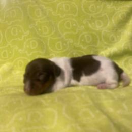 Ella - Piebald female Dachshund puppy in Richmond, Virginia from Paw Prints