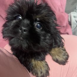 Heath - Shih Tzu puppy from Morning Glory Kennels