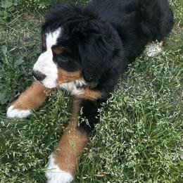 Bernese Mountain Dog Puppies from Willow Springs Doodles