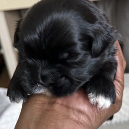 Maltese, Pomeranian, Shih Tzu, and Yorkshire Terrier Puppies from Gibbs Gorgeous Paws LLC