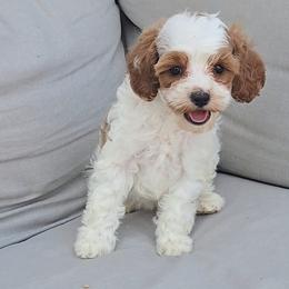 Bailey - Blenheim female Cavapoo puppy in Blackfoot, Idaho from Rocky Desert Goldens and Cavaliers