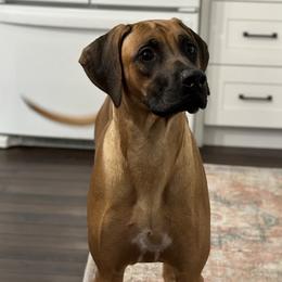 Mochi - Rhodesian Ridgeback