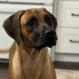 Mochi - Rhodesian Ridgeback