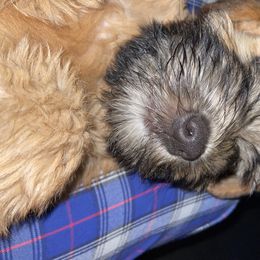 Soft Coated Wheaten Terriers from PitterPat