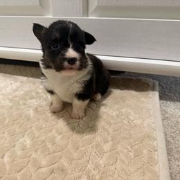 Electra - Black and tan female American Corgi puppy in Decatur, Texas from Bar S Corgis