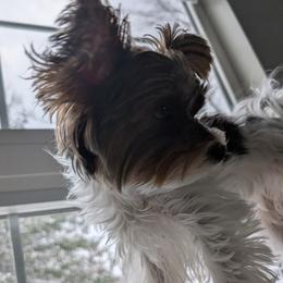 Biewer Terriers from Nest of Wellbeing