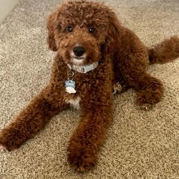 To be determined - Red  male Goldendoodle puppy in South Jordan, Utah from Wasatch Pup