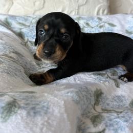 Scotch - Black and tan male Dachshund puppy in Temecula, California from Naomi Magee's Dachshund Kennel