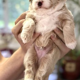 Aussiedoodle Puppies from Paisleys Doodles AK