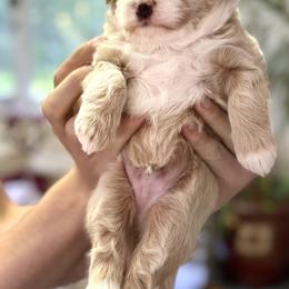 Aussiedoodle Puppies from Paisleys Doodles AK