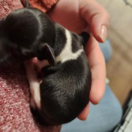 Dax - Piebald male Dachshund puppy in Cedarcreek, Missouri from Cedarcreek Dachshunds