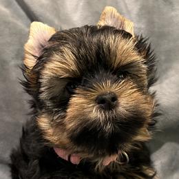 Yorkshire Terrier Puppies from Lil Country Gems Yorkies