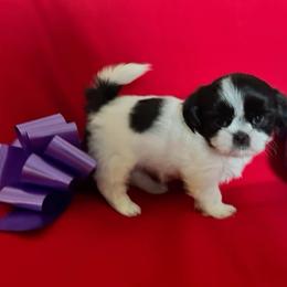 Cardi - Black and white female Shih Tzu puppy in Cordova, Tennessee from TrueLine kennels