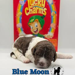 Blue Moon - Parti male Goldendoodle puppy in Ponchatoula, Louisiana from Real Life Furrytales
