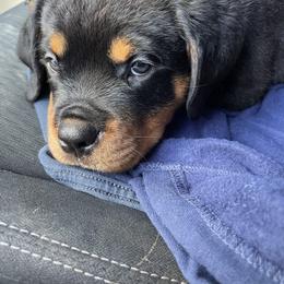 Rottweiler Puppies from GrowlHausRotts