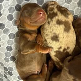 Fergus - Chocolate and tan male Dachshund puppy in Riverton, Wyoming from Wild Rose Ridge Doxies