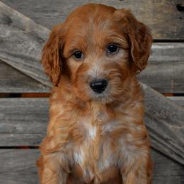 Male 2 - Orange Collar - Apricot male Irish Doodle puppy in Macedon, New York from Toodles Goldendoodles