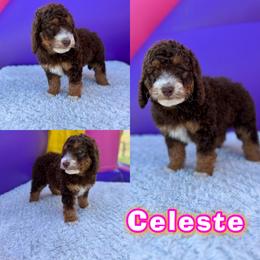 Bernedoodle Puppies from Over the Moon Poodles and Doodles