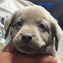 Juniper - Silver Dilute Retriever puppy in Somerset, Pennsylvania from Chickentown Labradors