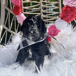 Aussiedoodle and Goldendoodle Puppies from Cuddly Doodles